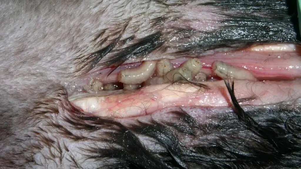 maggots on dog