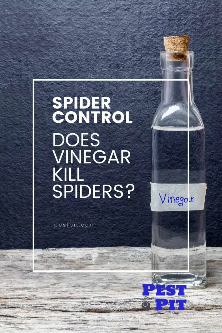 Does Vinegar Kill Spiders? Here Is Our Guide Pest Pit