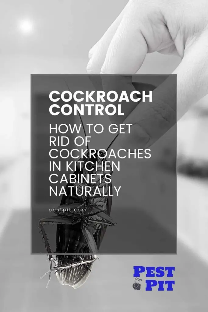 How To Get Rid Of Cockroaches In Kitchen Cabinets Naturally