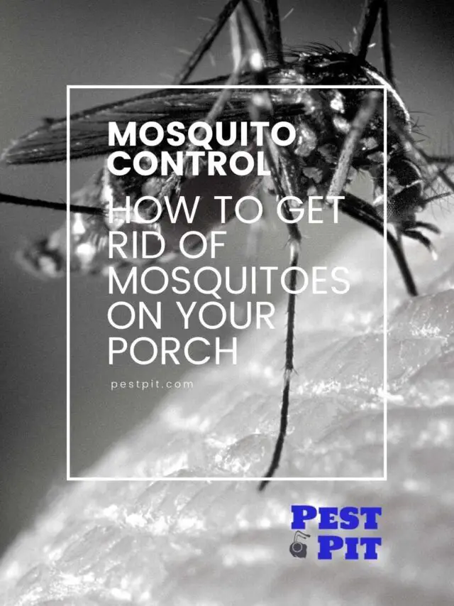 How To Get Rid Of Mosquitoes On Your Porch