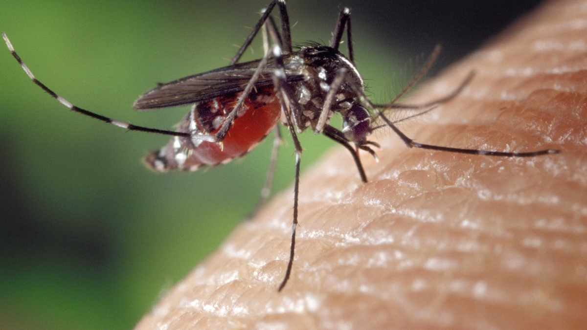 mosquito biting through skin on porch