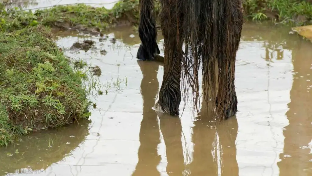 standing water mosquitoes