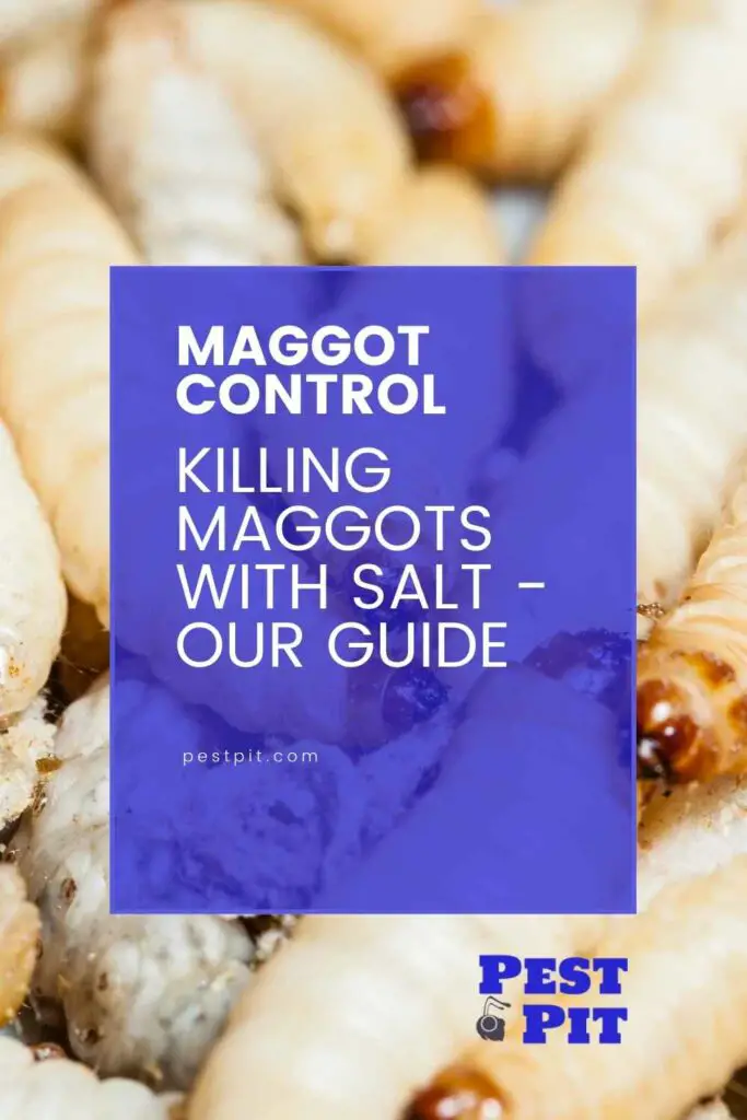 Killing Maggots With Salt - Our Guide