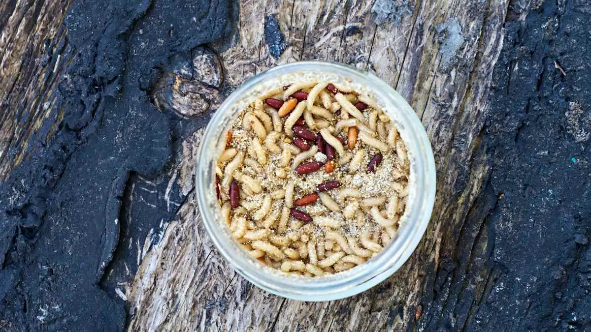 Killing Maggots With Salt Our Guide Pest Pit