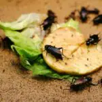 What Food Attracts Cockroaches? - Our Guide