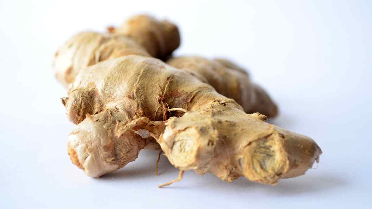 How To Get Rid Of Flies In Your Trash Can Pest Pit