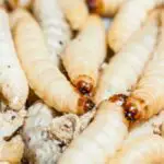 Killing Maggots With Salt - Our Guide