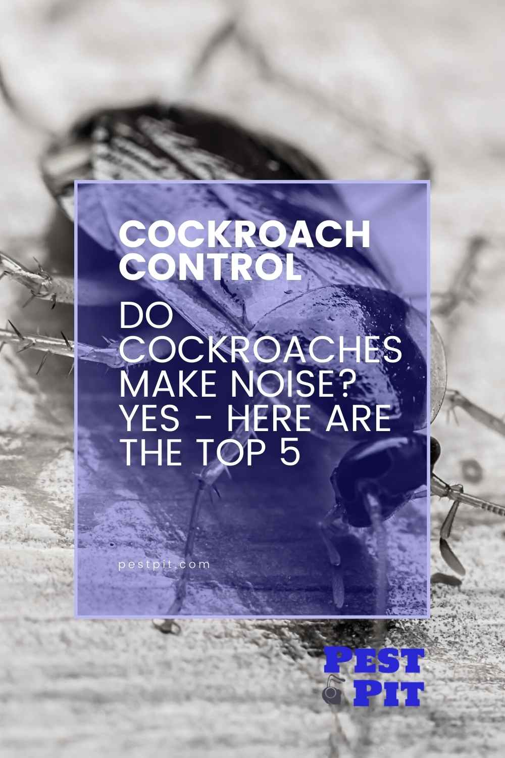 Do Cockroaches Make Noise? Yes Here Are The Top 5 Pest Pit