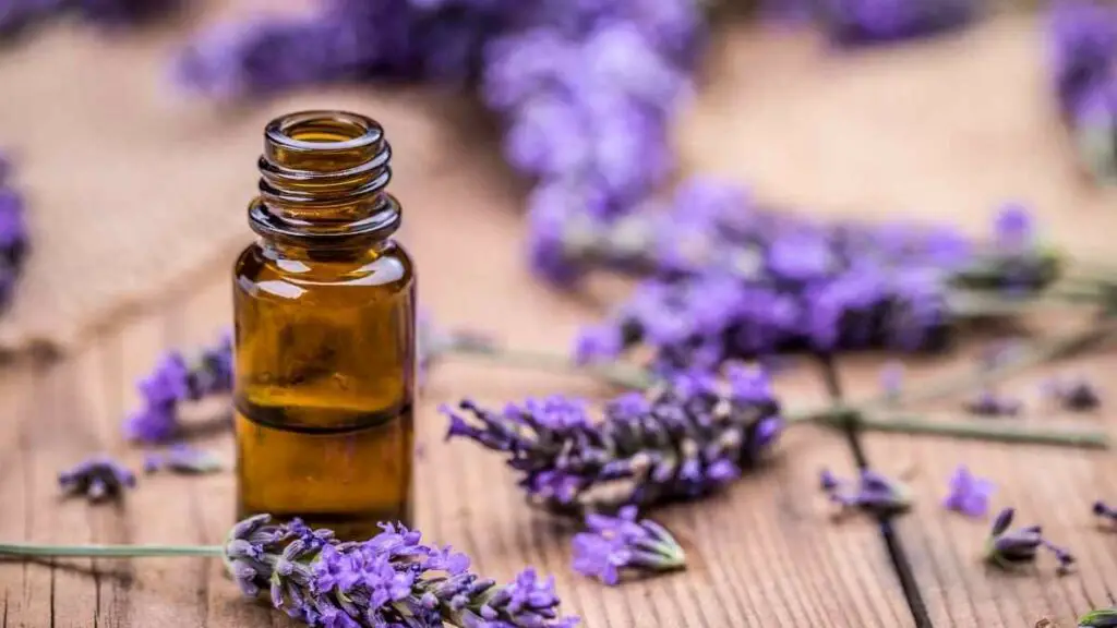 Lavender Oil