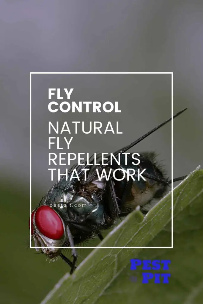 Natural Fly Repellents That Work