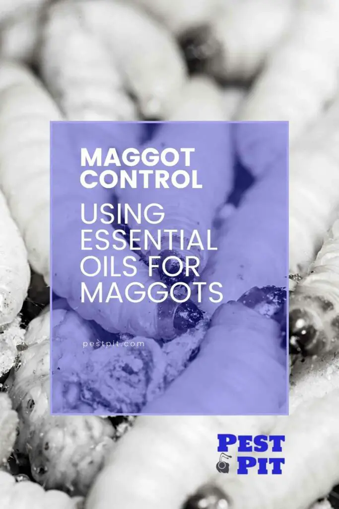 Using Essential Oils For Maggots