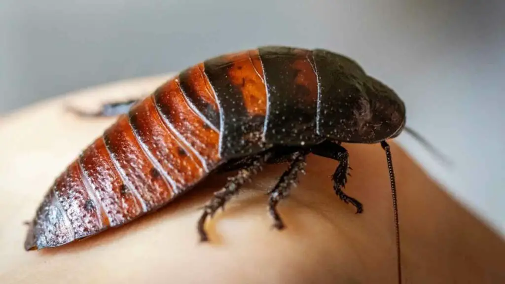 big cockroach