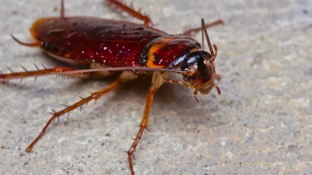 close up cockroach