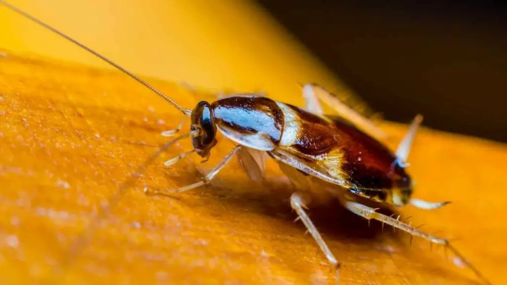 close up cockroach on wood