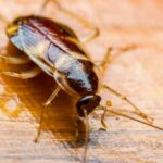 Do Cockroaches Make Noise? Yes - Here Are The Top 5