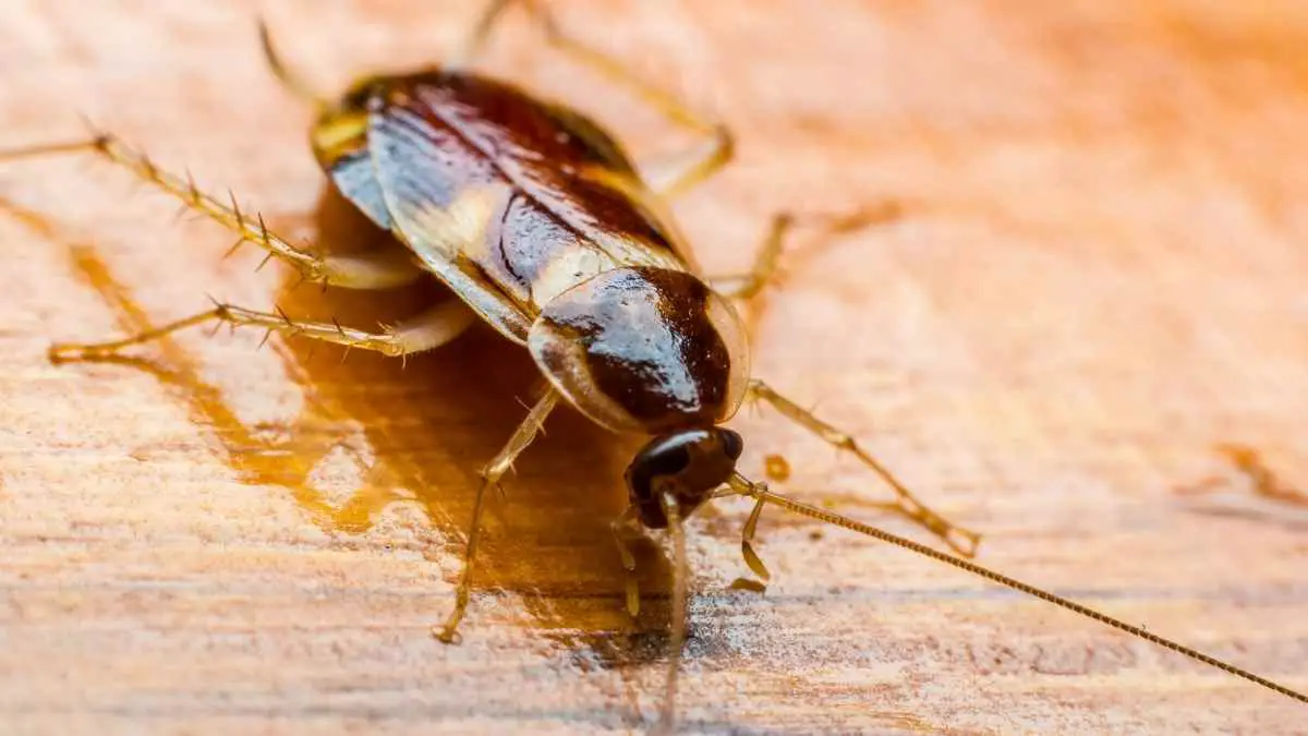 cockroach on shiny wood