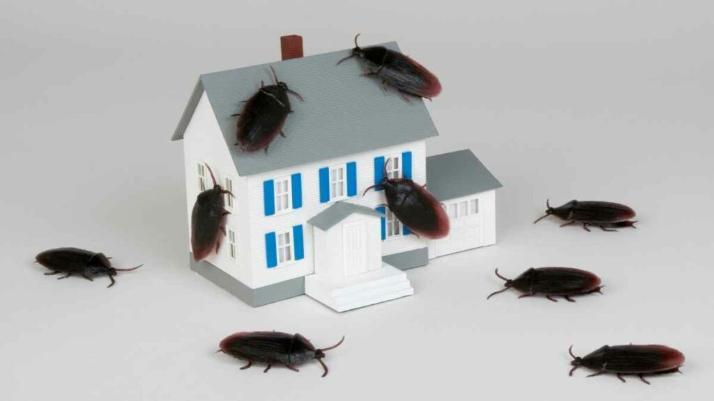 cockroaches on a house