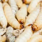 Using Essential Oils For Maggots - A Complete Guide