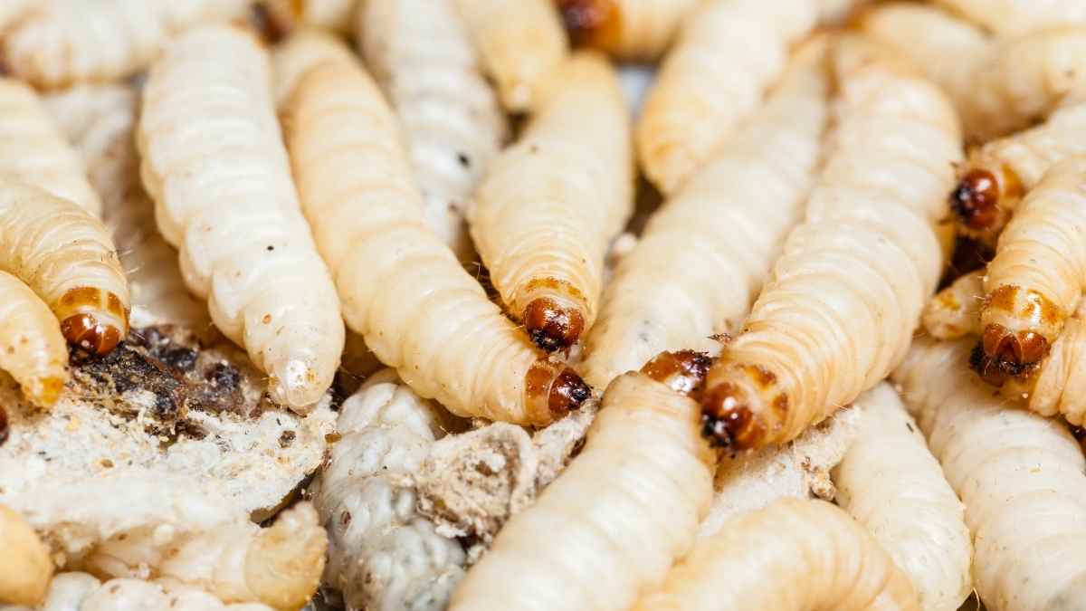maggots - using essential oils