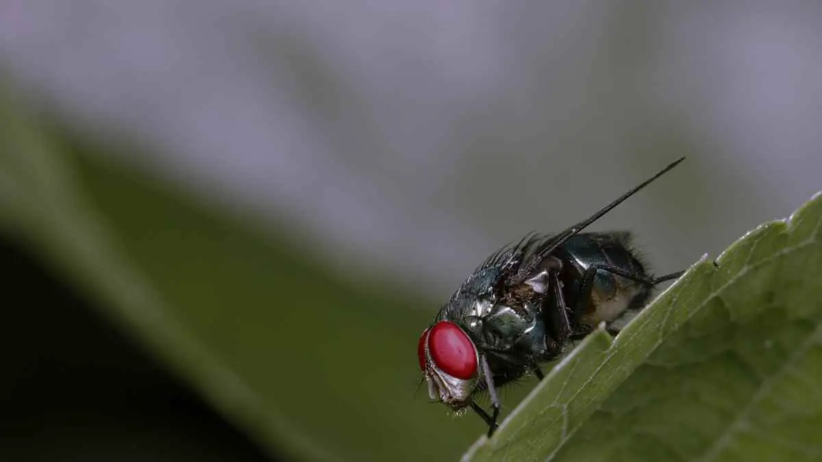 natural fly repellents