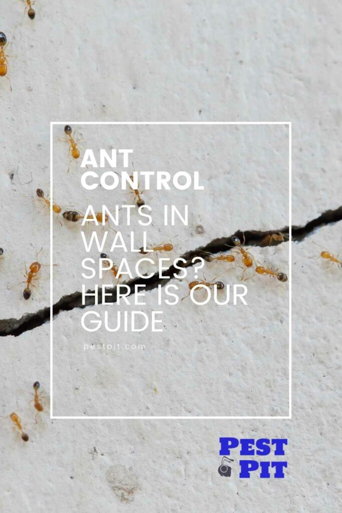 Ants In Wall Spaces Here Is Our Guide