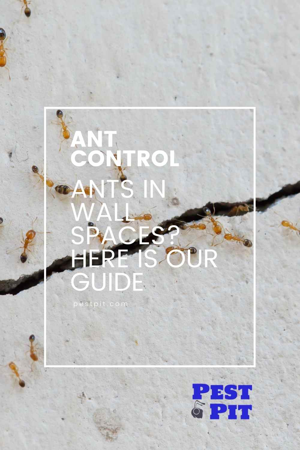 Ants In Wall Spaces? Here Is Our Guide On How To Deal With Them Pest Pit