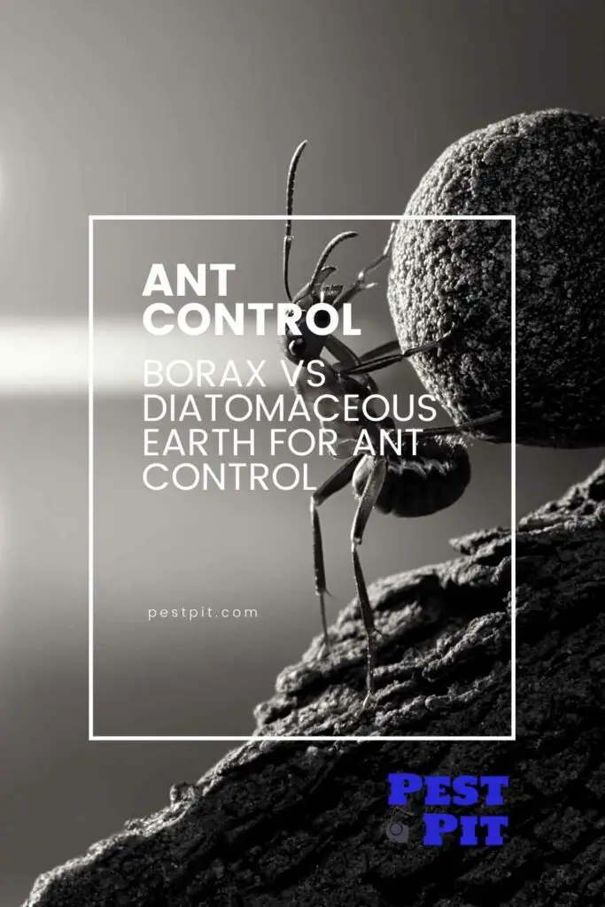 Borax vs Diatomaceous Earth for ant control
