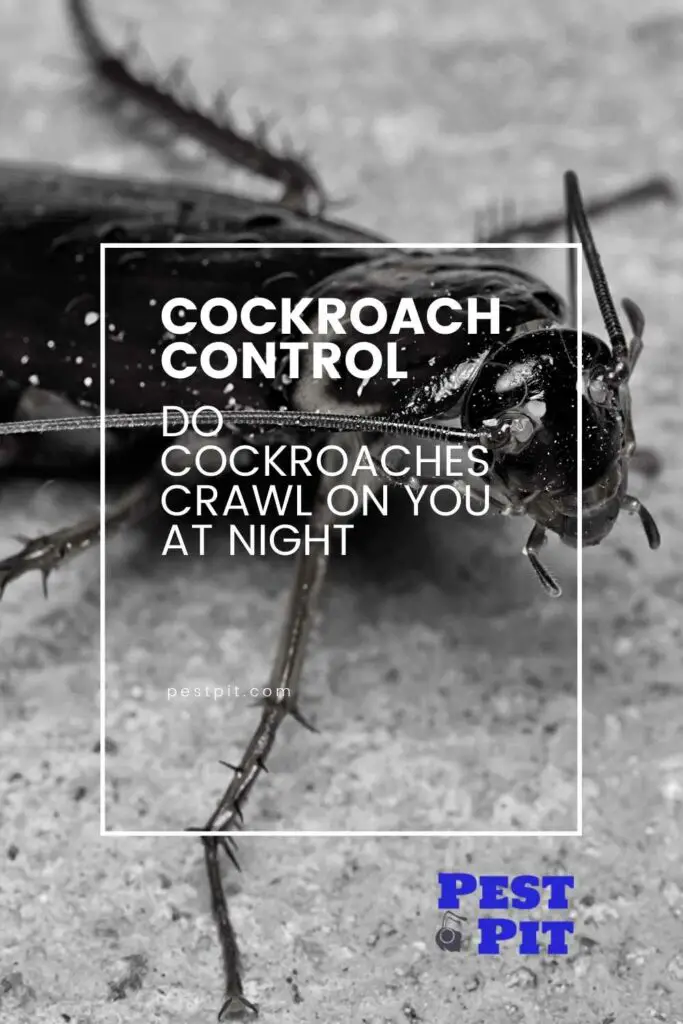 Cockroaches Crawl on You at Night