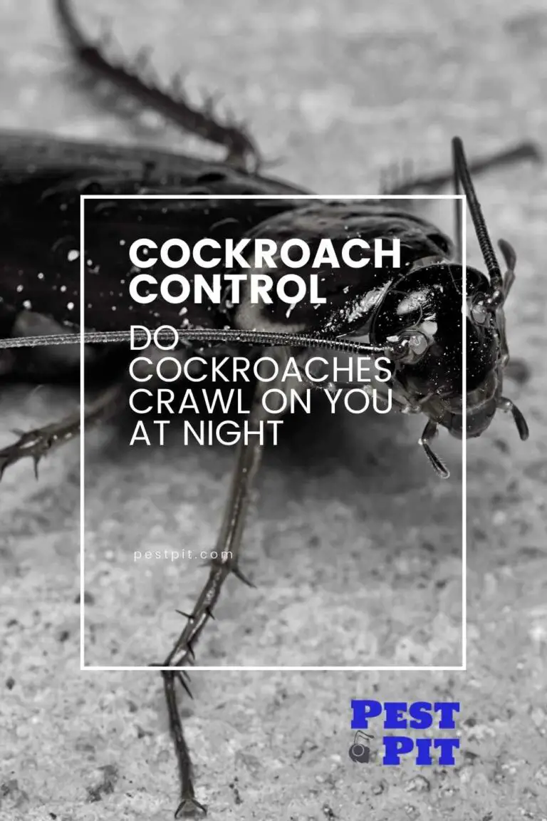 Do Cockroaches Crawl on You at Night? The Scary Truth About Cockroaches