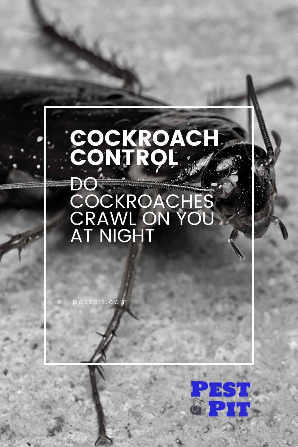 Do Cockroaches Crawl on You at Night? The Scary Truth About Cockroaches