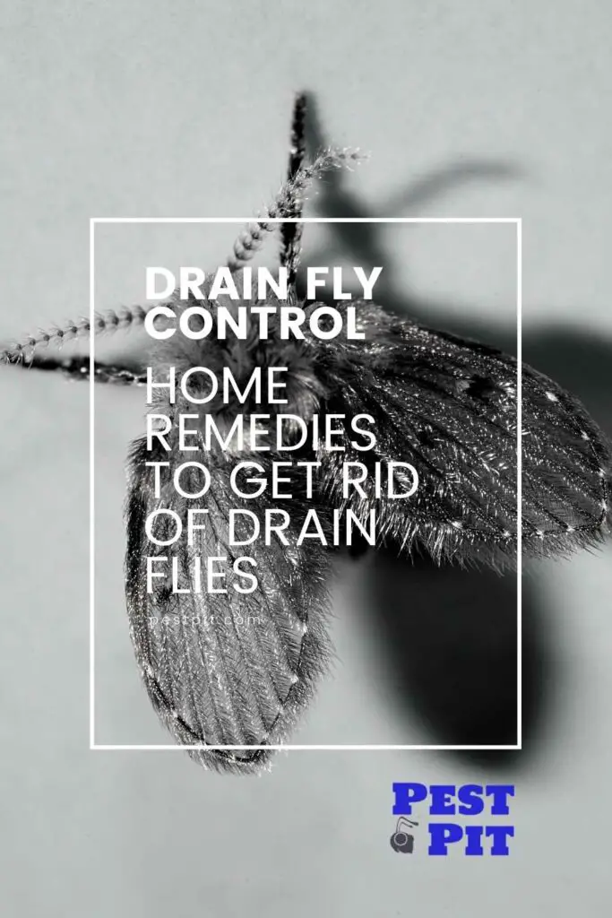 Home Remedies To Get rid Of Drain Flies