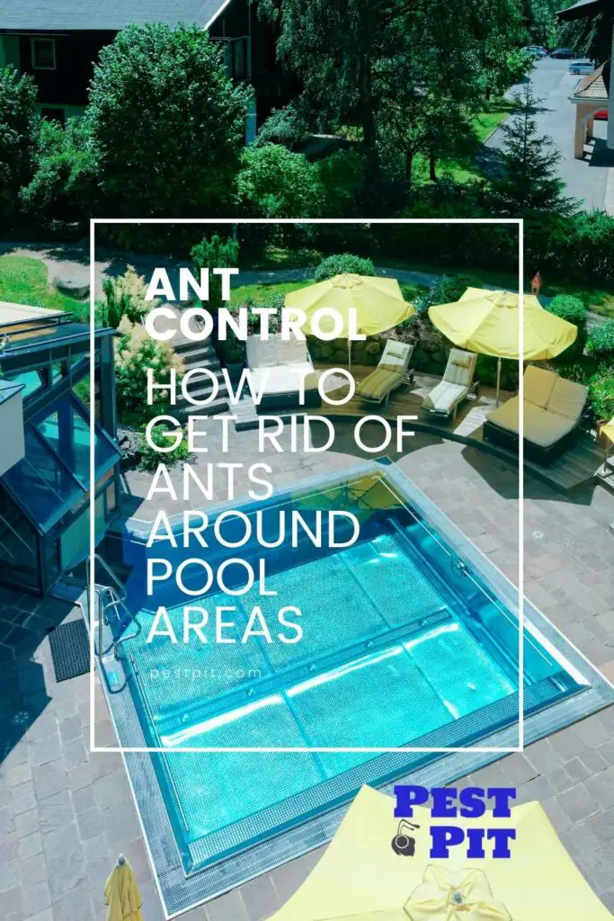 How To Get Rid Of Ants Around Pool Areas