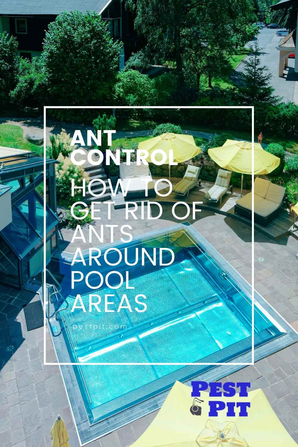 How To Get Rid Of Ants Around Pool Areas Our Guide Pest Pit