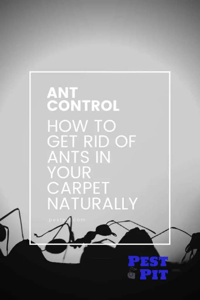 How To Get Rid Of Ants In Your Carpet Naturally