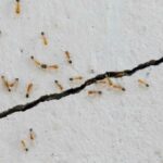 Ants In Wall Spaces? Here Is Our Guide On How To Deal With Them