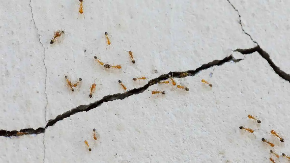 ant in a wall crack