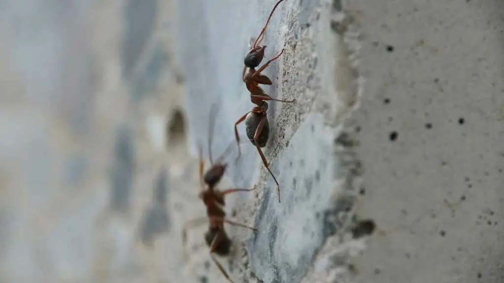 ants walking on a wall