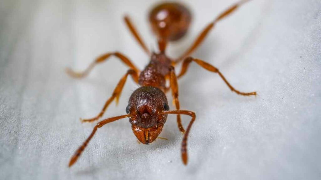 close up of ant