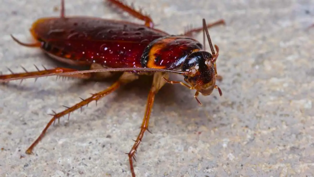 cockroach closeup