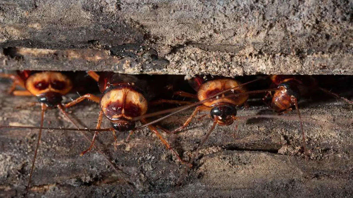 Do Cockroaches Crawl on You at Night? The Scary Truth About Cockroaches