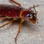 Cockroaches in garage