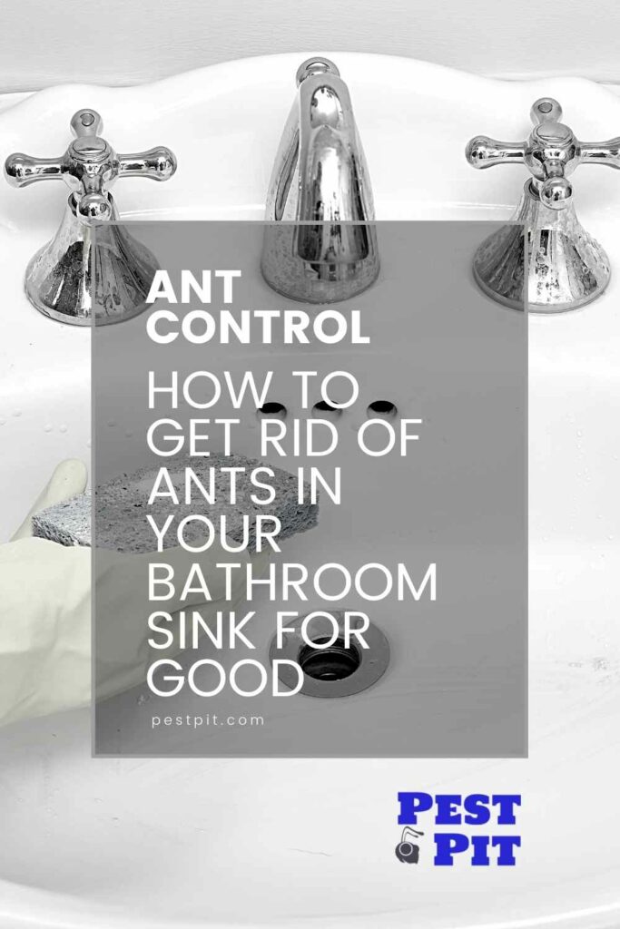 How To Get Rid Of Ants In Your Bathroom Sink For Good