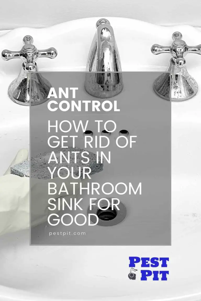 How To Get Rid Of Ants In Your Bathroom Sink For Good - Pest Pit