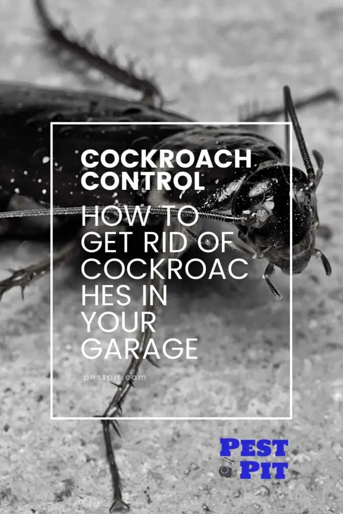 How to Get Rid of Cockroaches in Your Garage