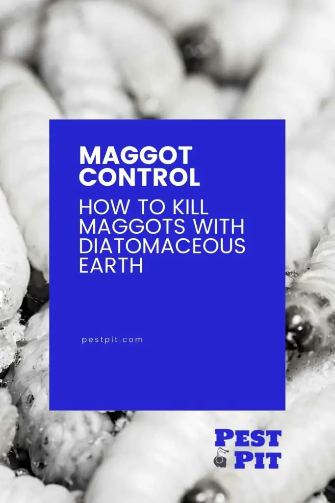 How to Kill Maggots with Diatomaceous Earth