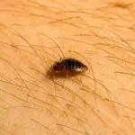 How to Repel Bed Bugs with Scent: The Best Scents for Repelling Bed Bugs