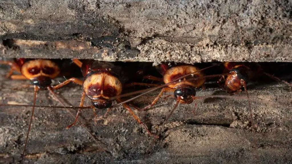 cockroach hiding