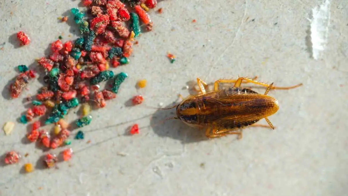 Where Do Roaches Come From In The Bathroom 5 Places Pest Pit   Cockroach Trap 