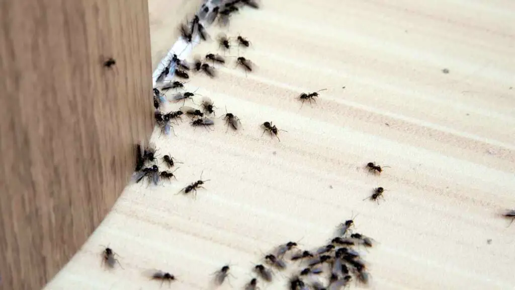 lots of ants coming from under the door