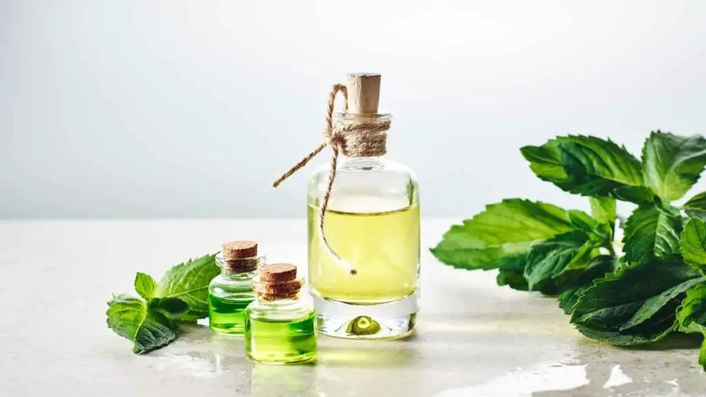 peppermint oil (2)